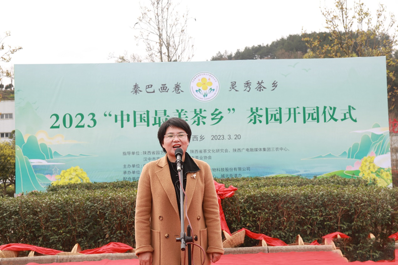 有关于汉中仙毫今日在“中国最美茶乡”西乡枣园东裕茗园开采上市！的最新消息(11)