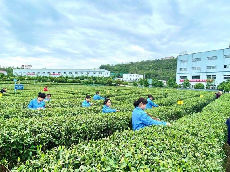 有关于汉中仙毫今日在“中国最美茶乡”西乡枣园东裕茗园开采上市！的最新消息(16)