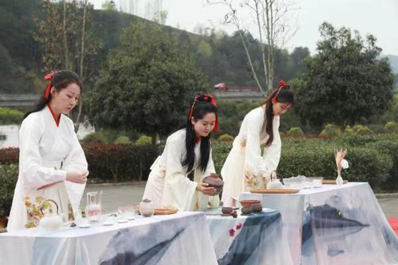 有关于汉中仙毫今日在“中国最美茶乡”西乡枣园东裕茗园开采上市！的最新消息(6)