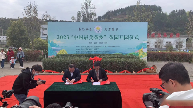 有关于汉中仙毫今日在“中国最美茶乡”西乡枣园东裕茗园开采上市！的最新消息(15)