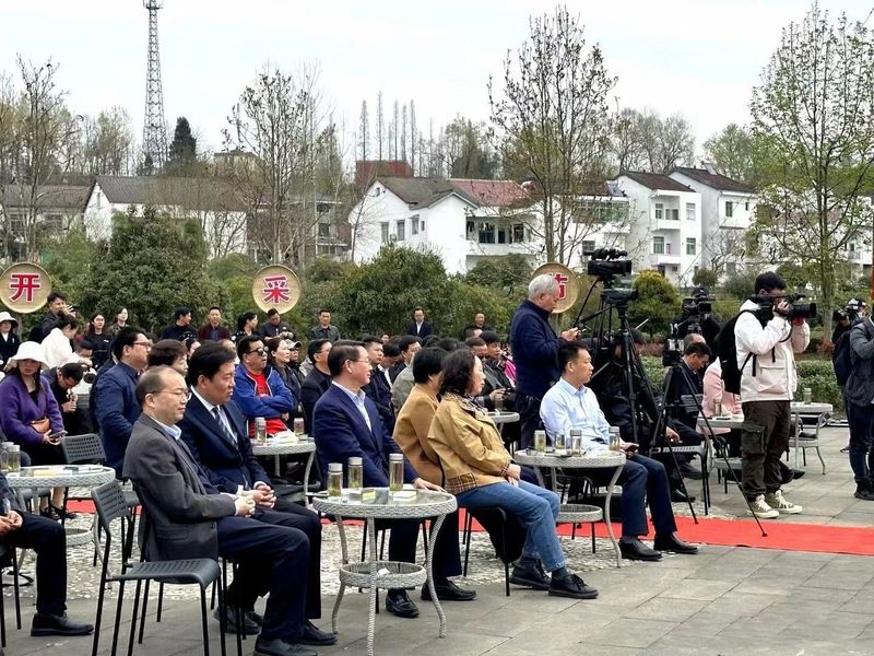 有关于汉中仙毫今日在“中国最美茶乡”西乡枣园东裕茗园开采上市！的最新消息(12)