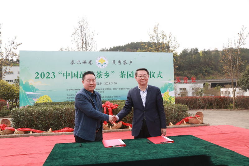 有关于汉中仙毫今日在“中国最美茶乡”西乡枣园东裕茗园开采上市！的最新消息(14)