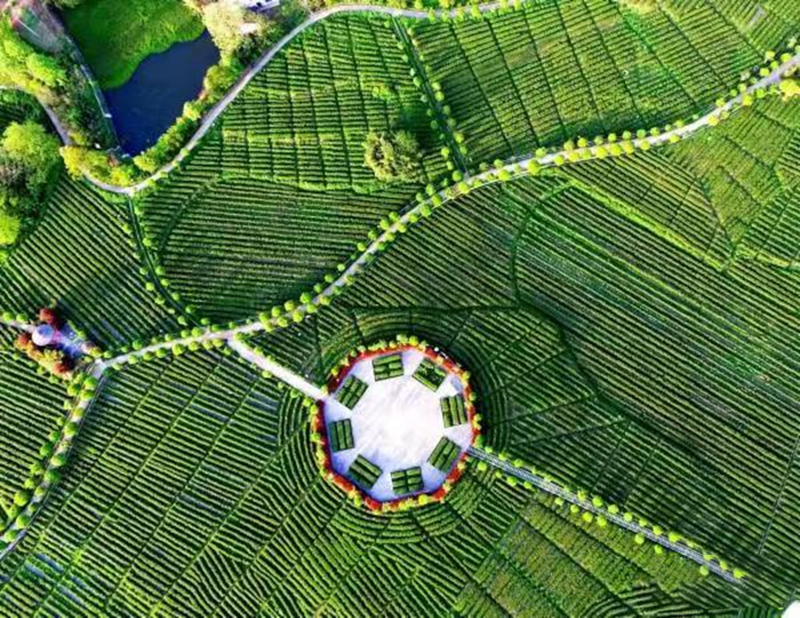 有关于汉中仙毫今日在“中国最美茶乡”西乡枣园东裕茗园开采上市！的最新消息(1)