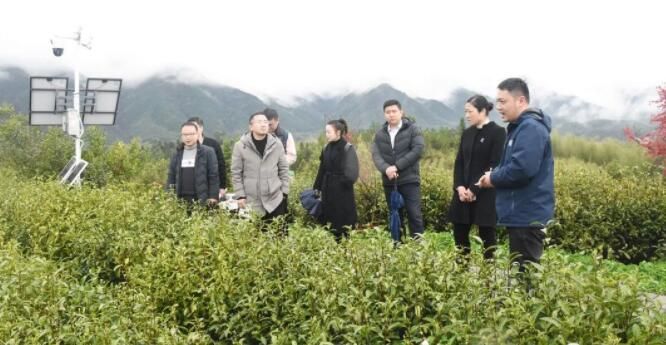 关于修水县委统战部组织调研组深入乡镇茶企调研茶产业发展的最新消息
