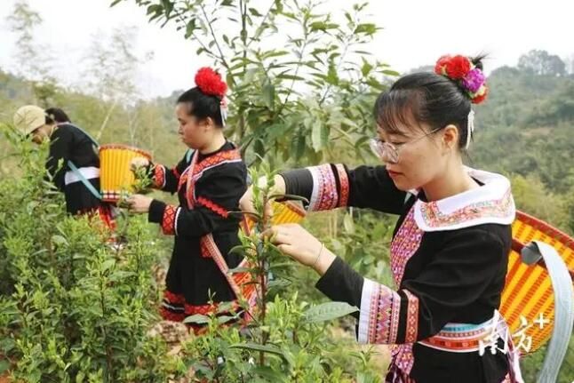 有关于投1.2亿元，广清连南万亩茶园迎来首次采摘的资讯