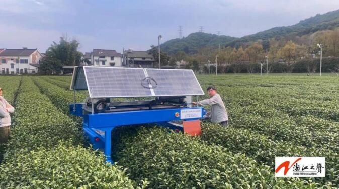 关于杭州龙井茶园来了一位采茶机器人的最新消息