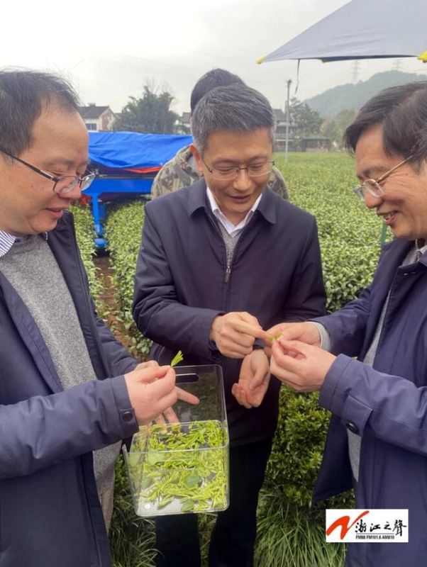 关于杭州龙井茶园来了一位采茶机器人的最新消息(1)