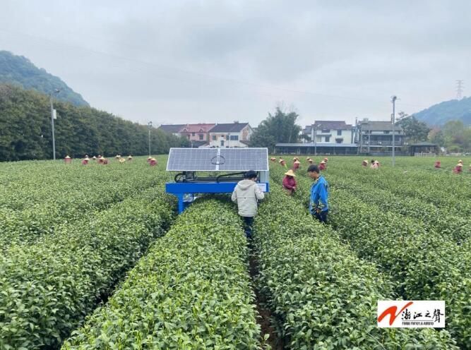 关于杭州龙井茶园来了一位采茶机器人的最新消息(2)