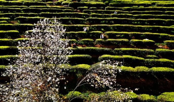 关于南涧：花香陪伴采茶忙的最新消息(1)