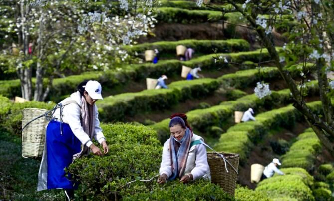 关于南涧：花香陪伴采茶忙的最新消息(3)