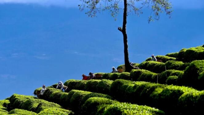 关于南涧：花香陪伴采茶忙的最新消息