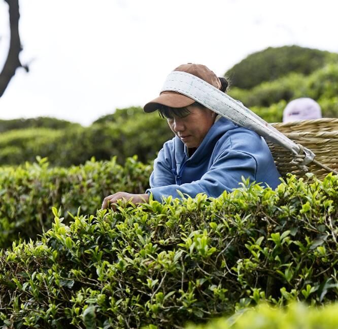 关于南涧：花香陪伴采茶忙的最新消息(5)
