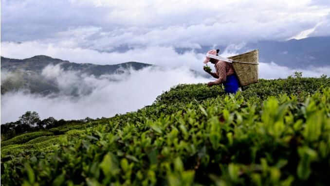 关于南涧：花香陪伴采茶忙的最新消息(2)