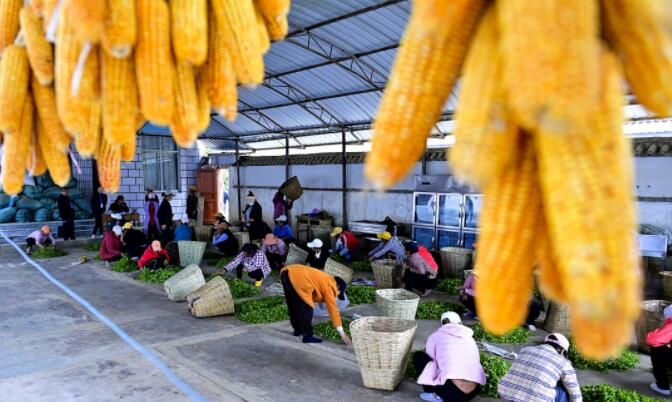 关于南涧：花香陪伴采茶忙的最新消息(9)