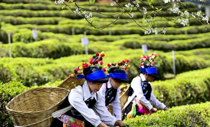 关于南涧：花香陪伴采茶忙的最新消息(7)