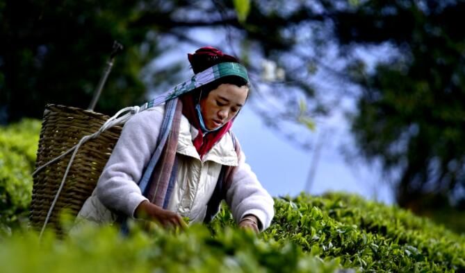 关于南涧：花香陪伴采茶忙的最新消息(4)