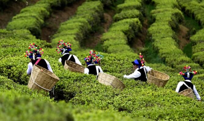 关于南涧：花香陪伴采茶忙的最新消息(8)