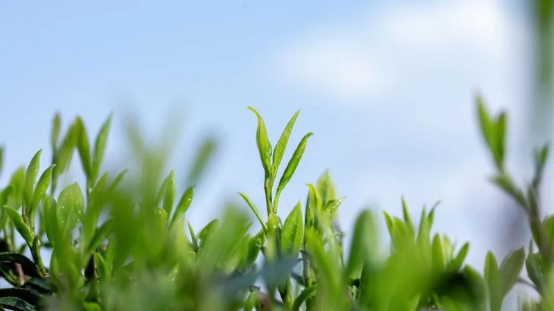关于壮大茶经济，旺苍又一茶产业项目开工的新闻(2)