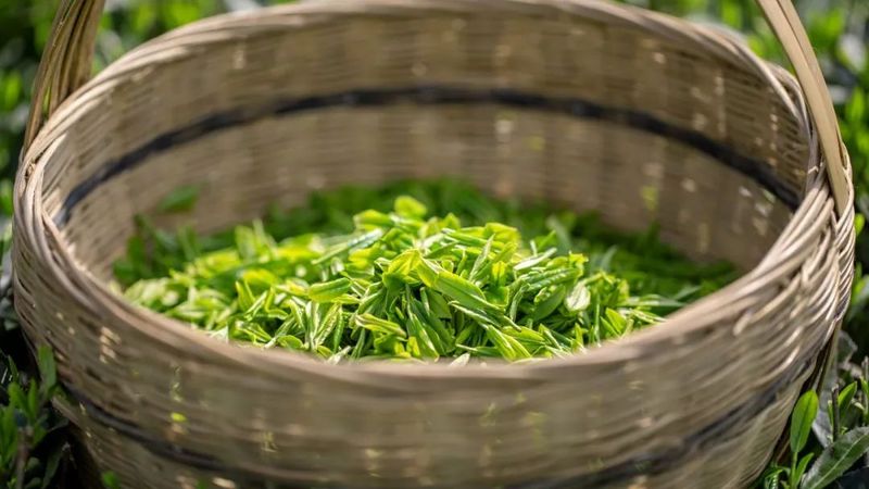 关于壮大茶经济，旺苍又一茶产业项目开工的新闻(1)