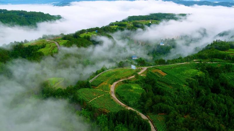 关于壮大茶经济，旺苍又一茶产业项目开工的新闻(3)