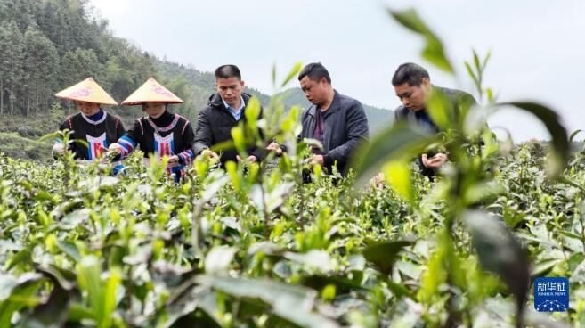 有关于湖南常宁：茶香四溢的信息(3)