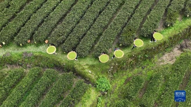 有关于湖南常宁：茶香四溢的信息