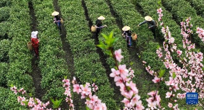 有关于湖南常宁：茶香四溢的信息(2)
