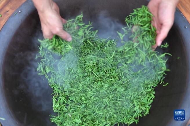 有关于湖南常宁：茶香四溢的信息(6)