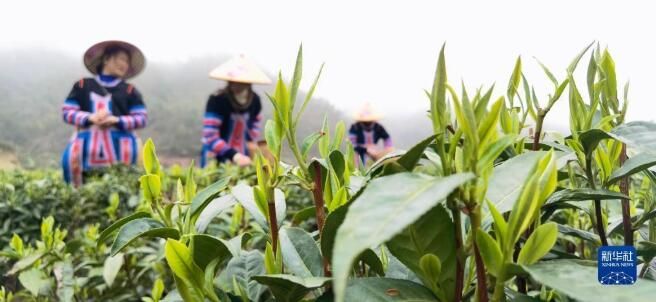 有关于湖南常宁：茶香四溢的信息(4)