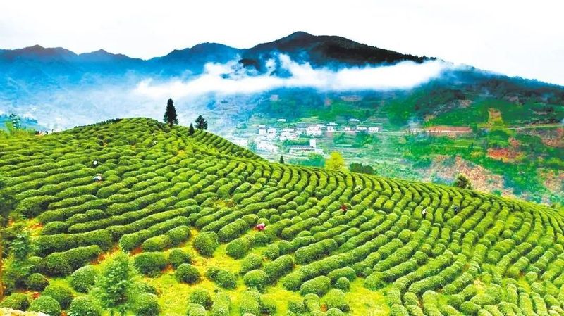 关于抱着两大金字招牌却太卷,十堰成立联盟抱团打响“武当山茶”品牌的信息(7)