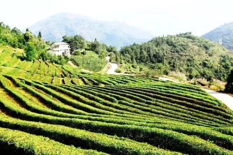 关于抱着两大金字招牌却太卷,十堰成立联盟抱团打响“武当山茶”品牌的信息(6)