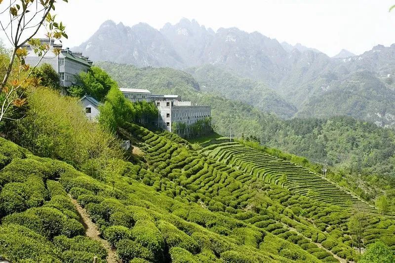 关于抱着两大金字招牌却太卷,十堰成立联盟抱团打响“武当山茶”品牌的信息(3)