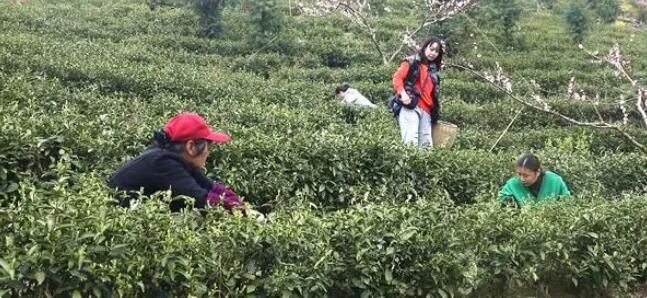 关于双牌县明前茶抢“鲜”采摘 茶韵飘香促振兴的内容(2)