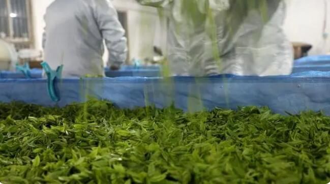 关于双牌县明前茶抢“鲜”采摘 茶韵飘香促振兴的内容(5)