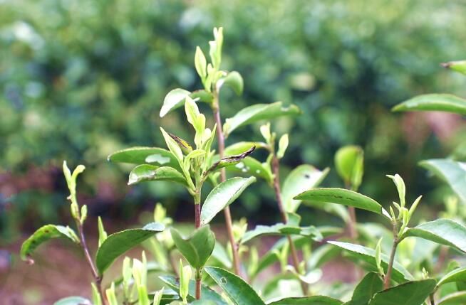 关于双牌县明前茶抢“鲜”采摘 茶韵飘香促振兴的内容(1)