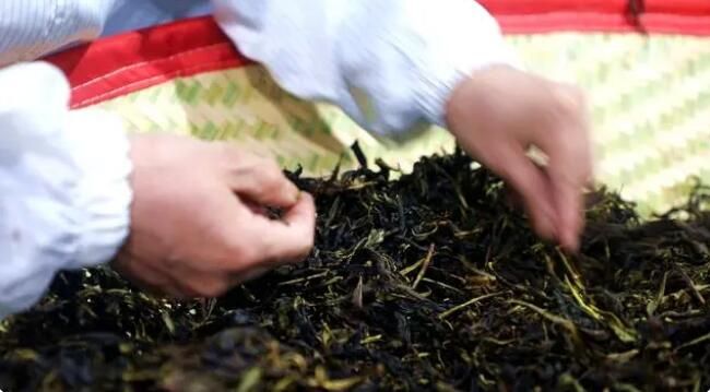 关于双牌县明前茶抢“鲜”采摘 茶韵飘香促振兴的内容(6)