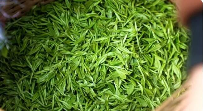 关于双牌县明前茶抢“鲜”采摘 茶韵飘香促振兴的内容(3)