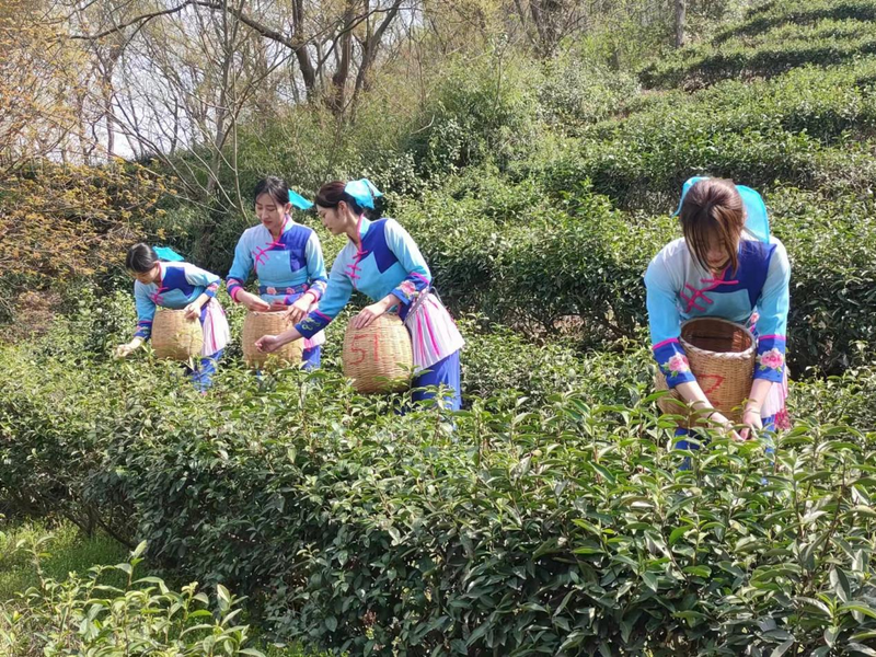 有关于一片叶子带动一个产业 镇江金山翠芽茶开采的相关信息