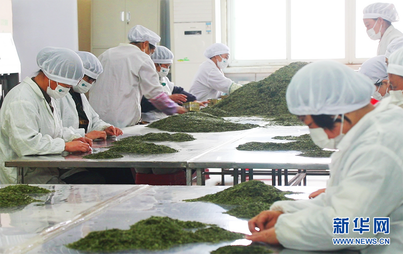 关于汉中西乡：最美茶乡新芽开采 拉开陕西春茶上市序幕的相关信息(4)