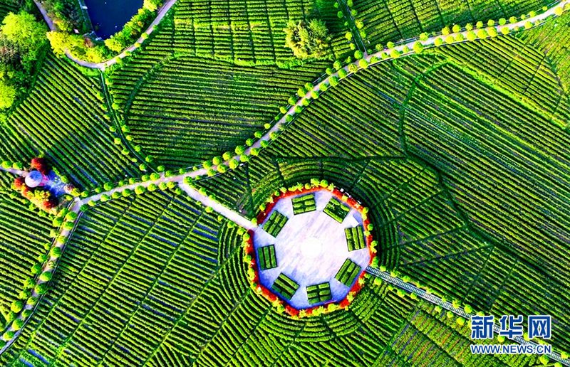 关于汉中西乡：最美茶乡新芽开采 拉开陕西春茶上市序幕的相关信息(2)