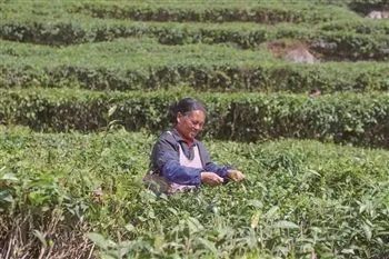 关于紫云县板当镇丙贡村：茶叶铺就“致富路”的最新消息