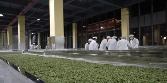 有关于香飘四溢！狗脑贡头采春茶新“鲜”上市的相关内容(2)