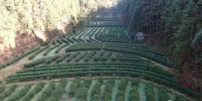 有关于香飘四溢！狗脑贡头采春茶新“鲜”上市的相关内容