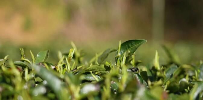 有关于香飘四溢！狗脑贡头采春茶新“鲜”上市的相关内容(4)