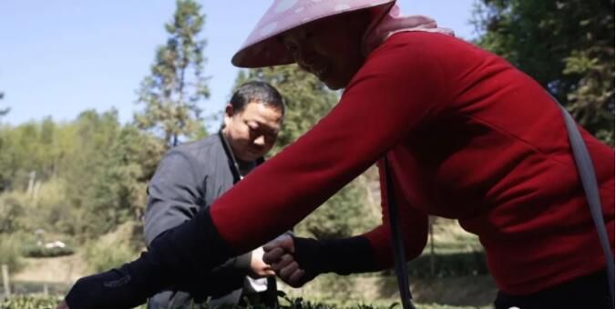 有关于香飘四溢！狗脑贡头采春茶新“鲜”上市的相关内容(3)