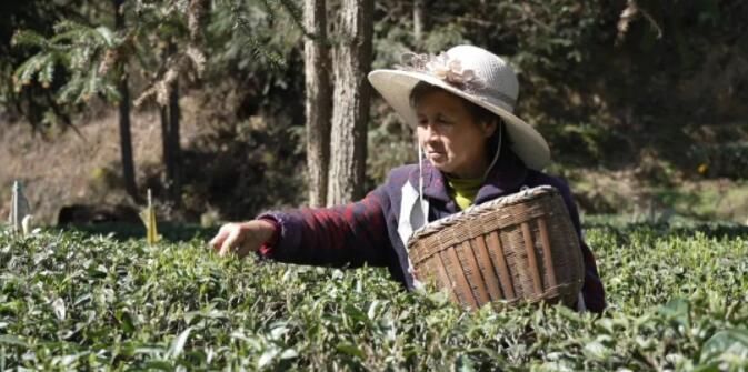 有关于香飘四溢！狗脑贡头采春茶新“鲜”上市的相关内容(1)