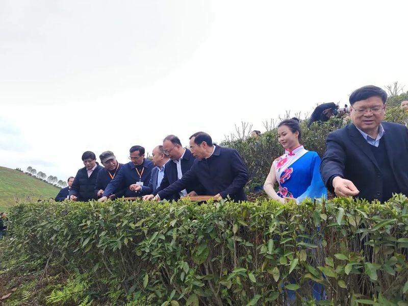 有关于2023安化黑茶开园节暨第六季中国《最美茶艺师》正式启动 ，茶乡安化36万亩茶园全面开采的消息(2)