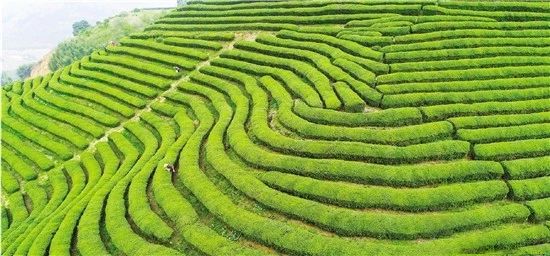 有关于一叶新芽吐芳华 茶韵飘香好春光的信息(1)