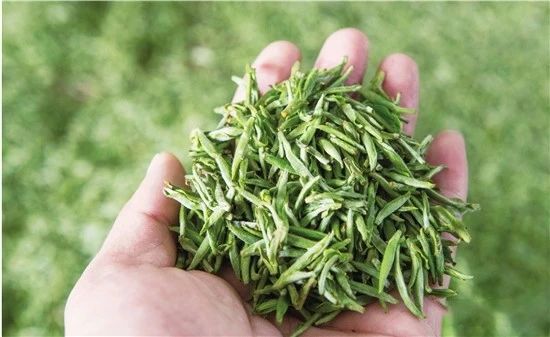 有关于一叶新芽吐芳华 茶韵飘香好春光的信息