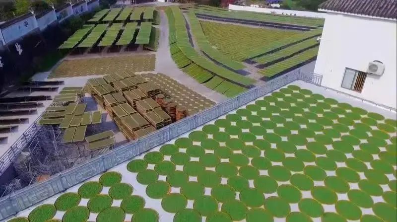 有关于中国开茶节，邀您品一杯福鼎白茶，聆听山海相拥之音的相关内容(2)